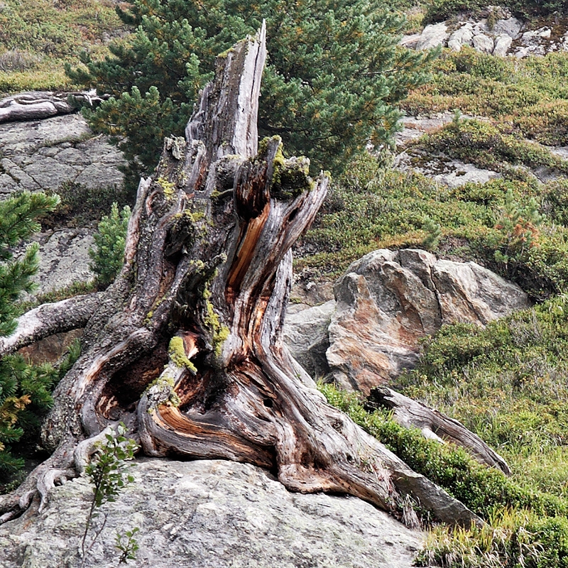 Gnarled trees, Aletsch Switzerland 10.jpg